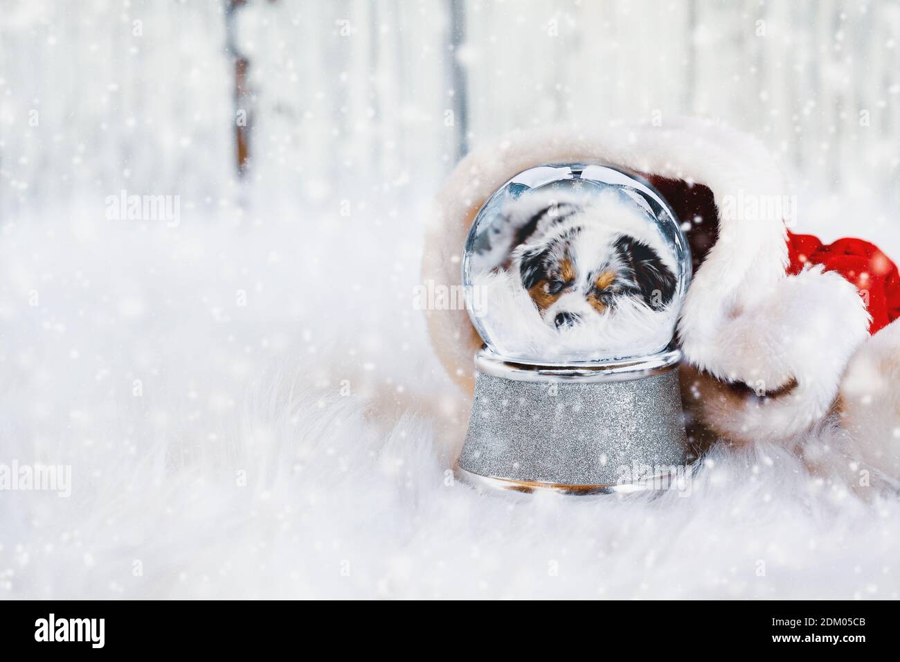 Boule à neige avec l'image d'un chiot Berger australien endormi à l'intérieur entouré d'un chapeau de père Noël avec de la neige qui tombe. Faible profondeur de champ avec sélection Banque D'Images