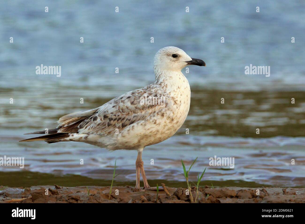 Gull arménien immature debout sur le sol. Banque D'Images