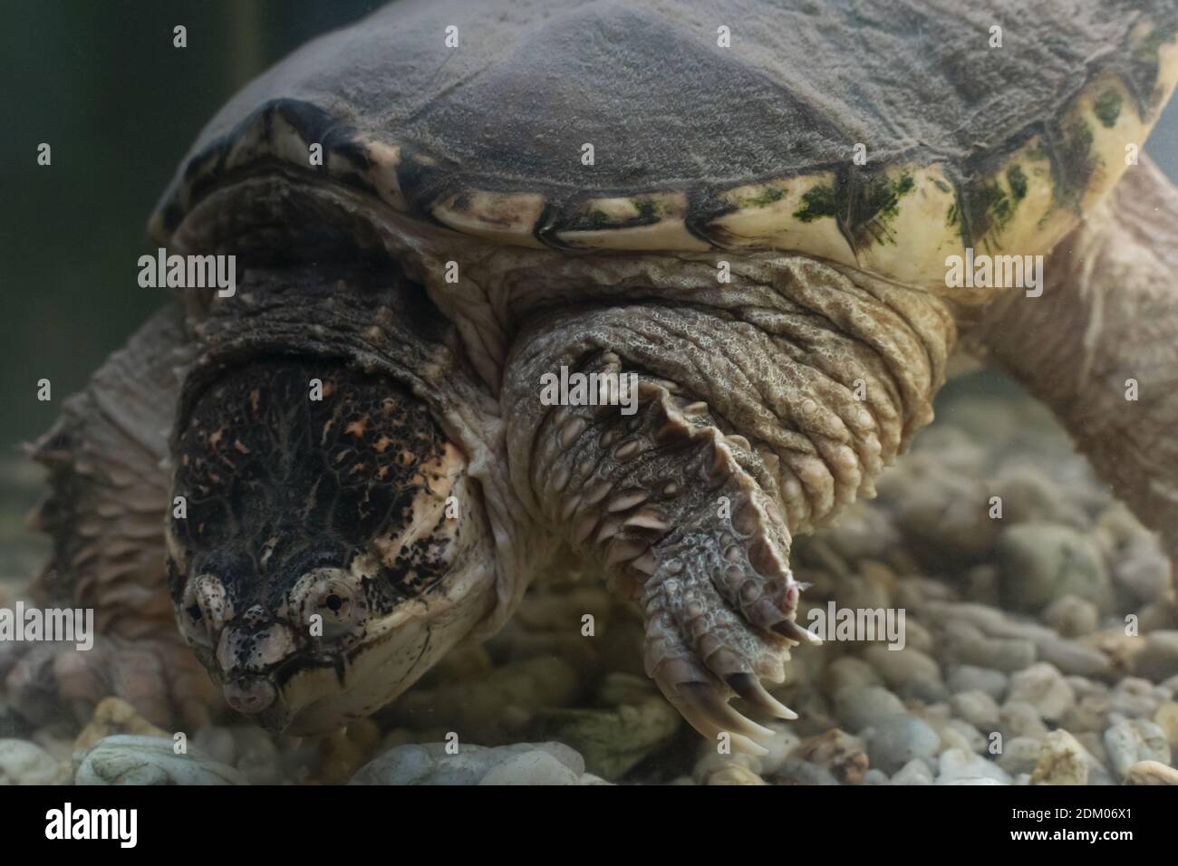 Tortue alligator Snapping Tortue exotique Banque D'Images