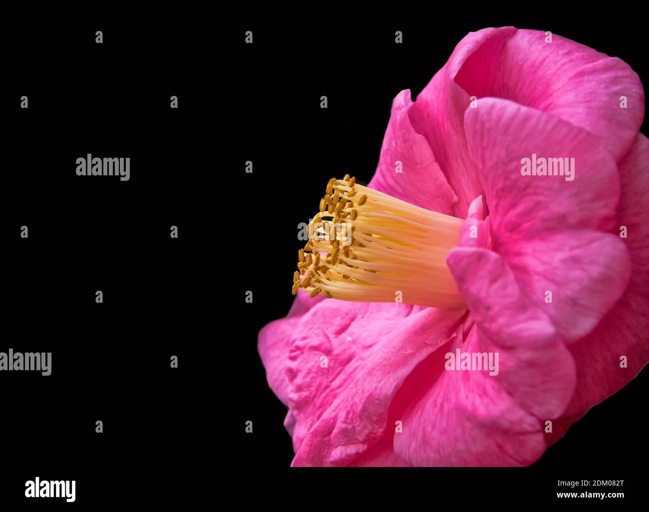 Fleur de camélia rose en fleurs sur fond noir Banque D'Images