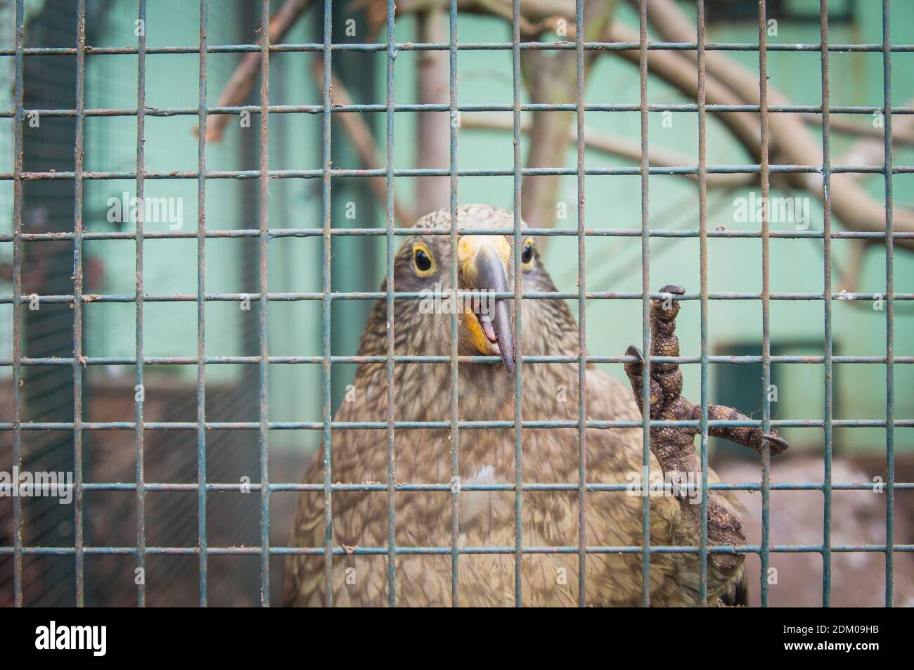 Le perroquet Kea, Nestor notabilis, dans le jardin zoologique et botanique de Plzen, République tchèque, 15 décembre 2020. (CTK photo/Libor Sojka) Banque D'Images