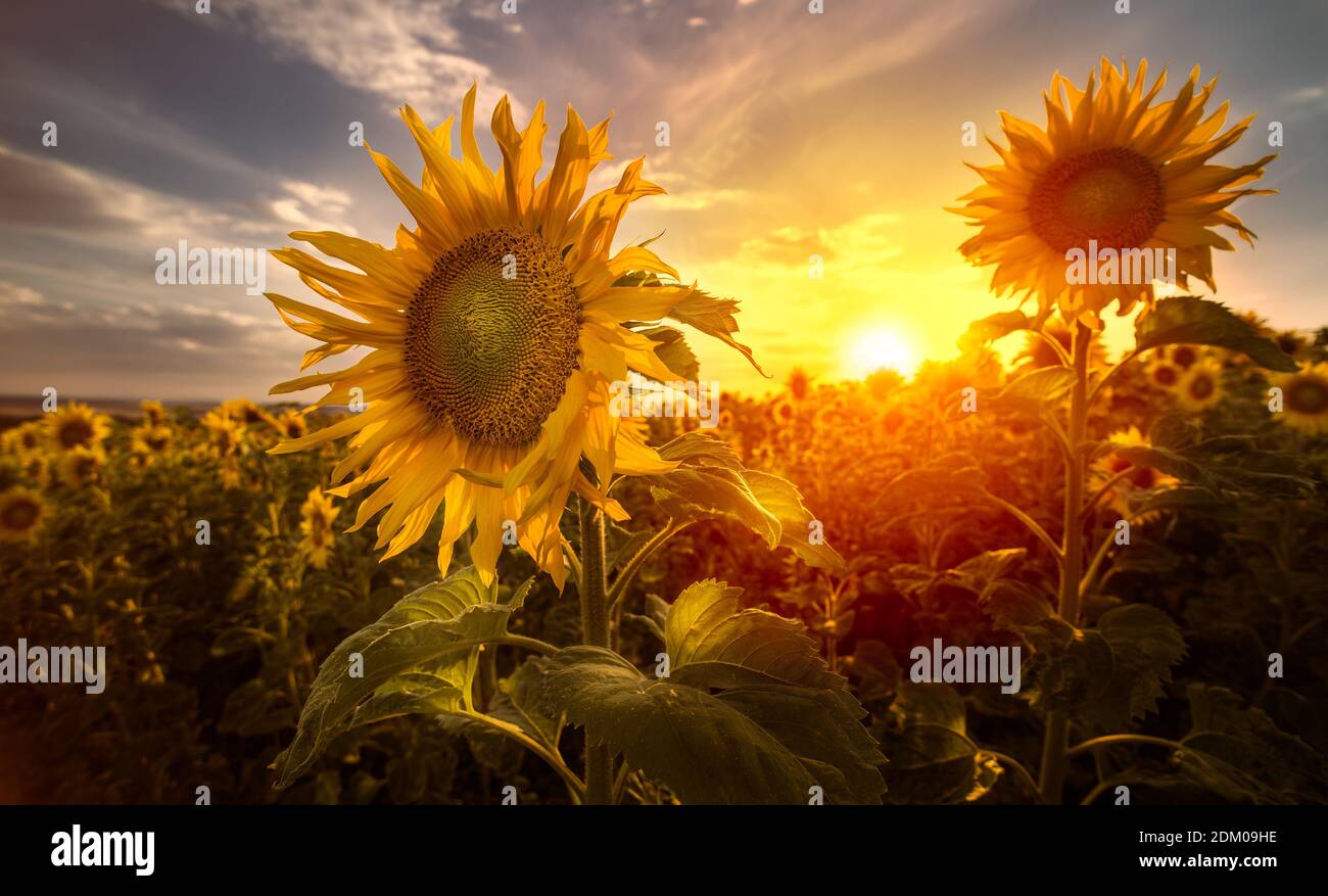 Scène artistique. Tournesols dans le paysage rural au coucher du soleil. Helianthus annuus. Gros plan de fleurs jaunes en soirée lumière du soleil orange. Terrain d'été ensoleillé. Banque D'Images