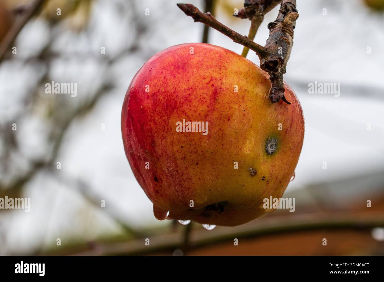 Les dernières pommes rouges mûres pendent encore sur l'arbre en novembre. Il pleut, le fruit est humide et des gouttelettes d'eau se sont formées. Banque D'Images