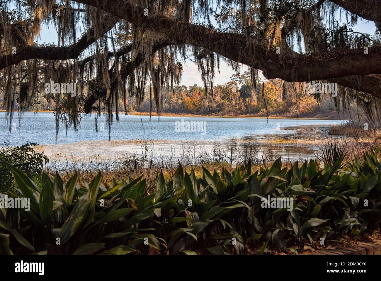 Vue panoramique sur le lac Overstreet, un lac dans les jardins d'État d'Alfred B. Maclay est un parc d'État de Floride de 1,176 hectares, jardin botanique et site historique I Banque D'Images