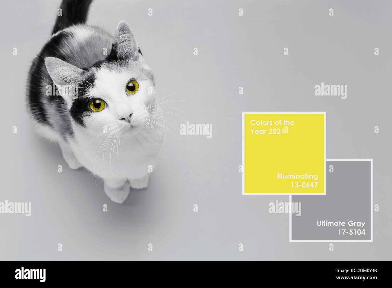 Le joli petit chaton se trouve sur un fond jaune et gris ultime. Bannière sur les animaux de compagnie. Design créatif montrant les couleurs de l'année 2021 Banque D'Images