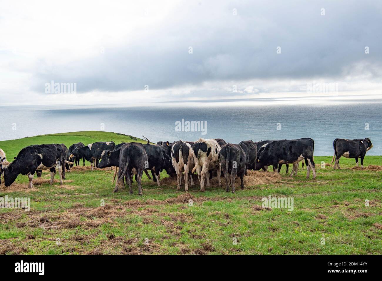 Les vaches laitières Holstein sont alimentées en ensilage dans un champ de falaise Banque D'Images