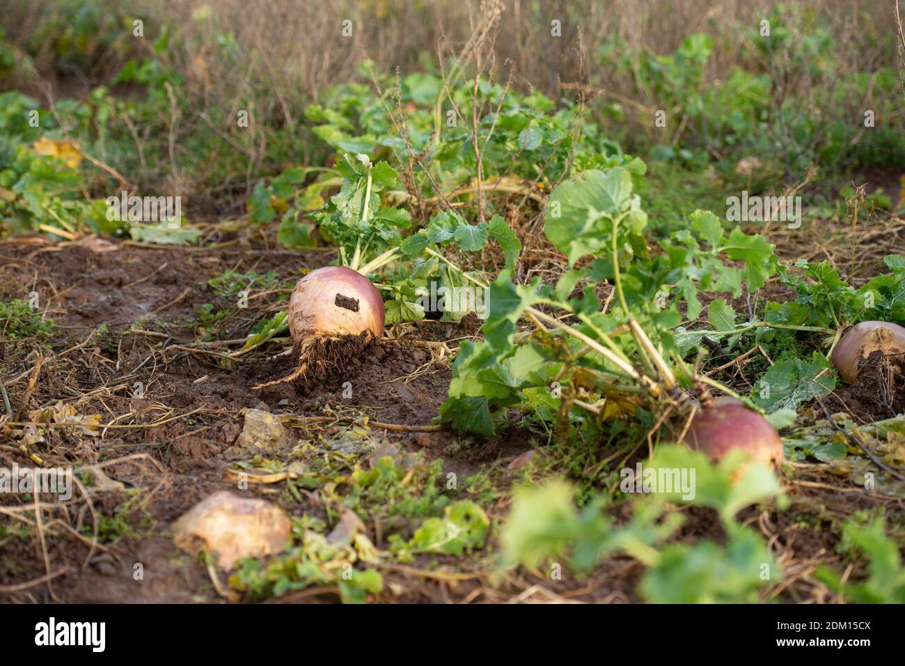 les suédois sont abandonnés dans le champ sans ouvriers agricoles Banque D'Images