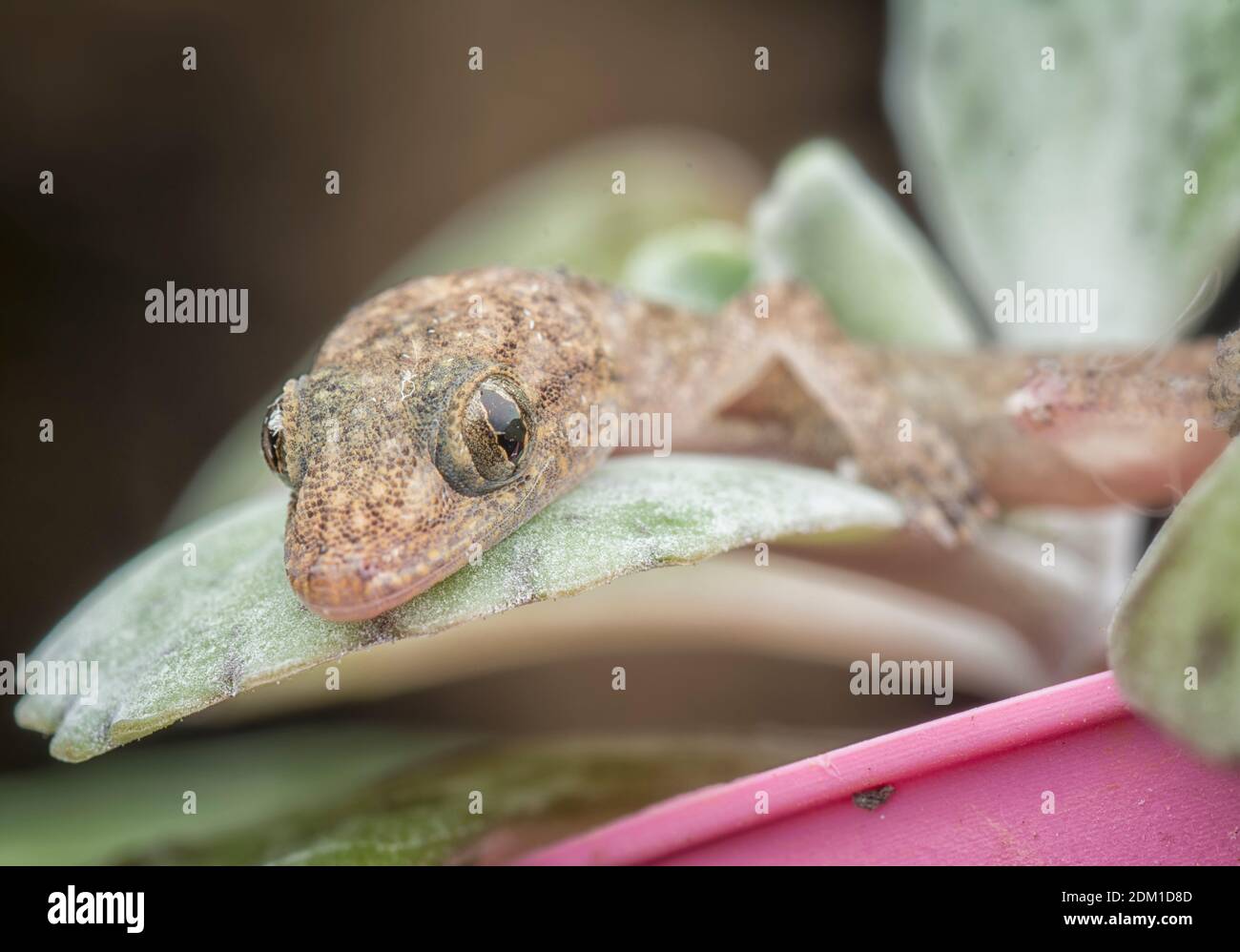 Bebe Lezard Photo Stock Alamy