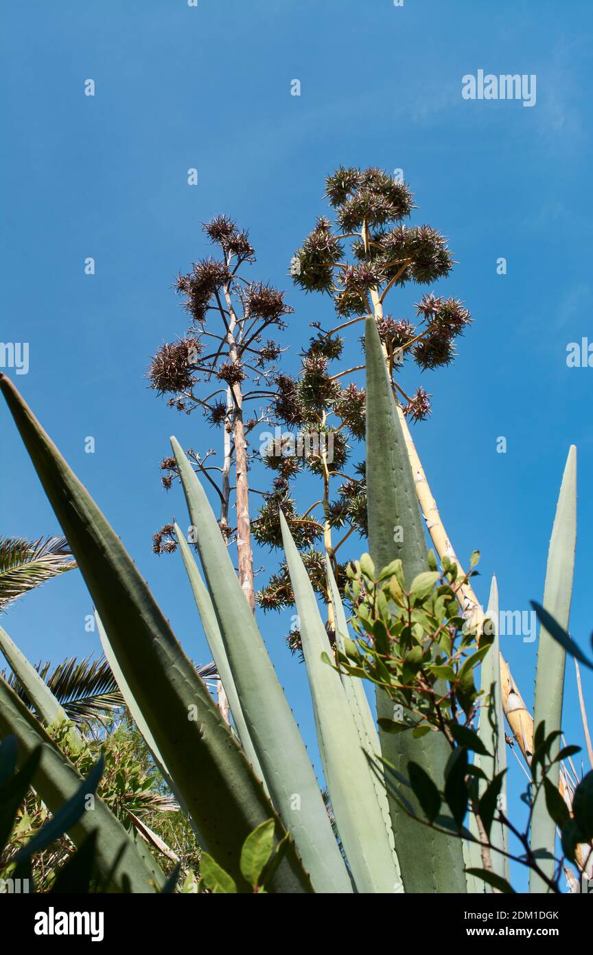 fleur d'agave, vue verticale du dessous avec grande floraison, avec fond bleu ciel et reflet du soleil, plante succulente, Banque D'Images