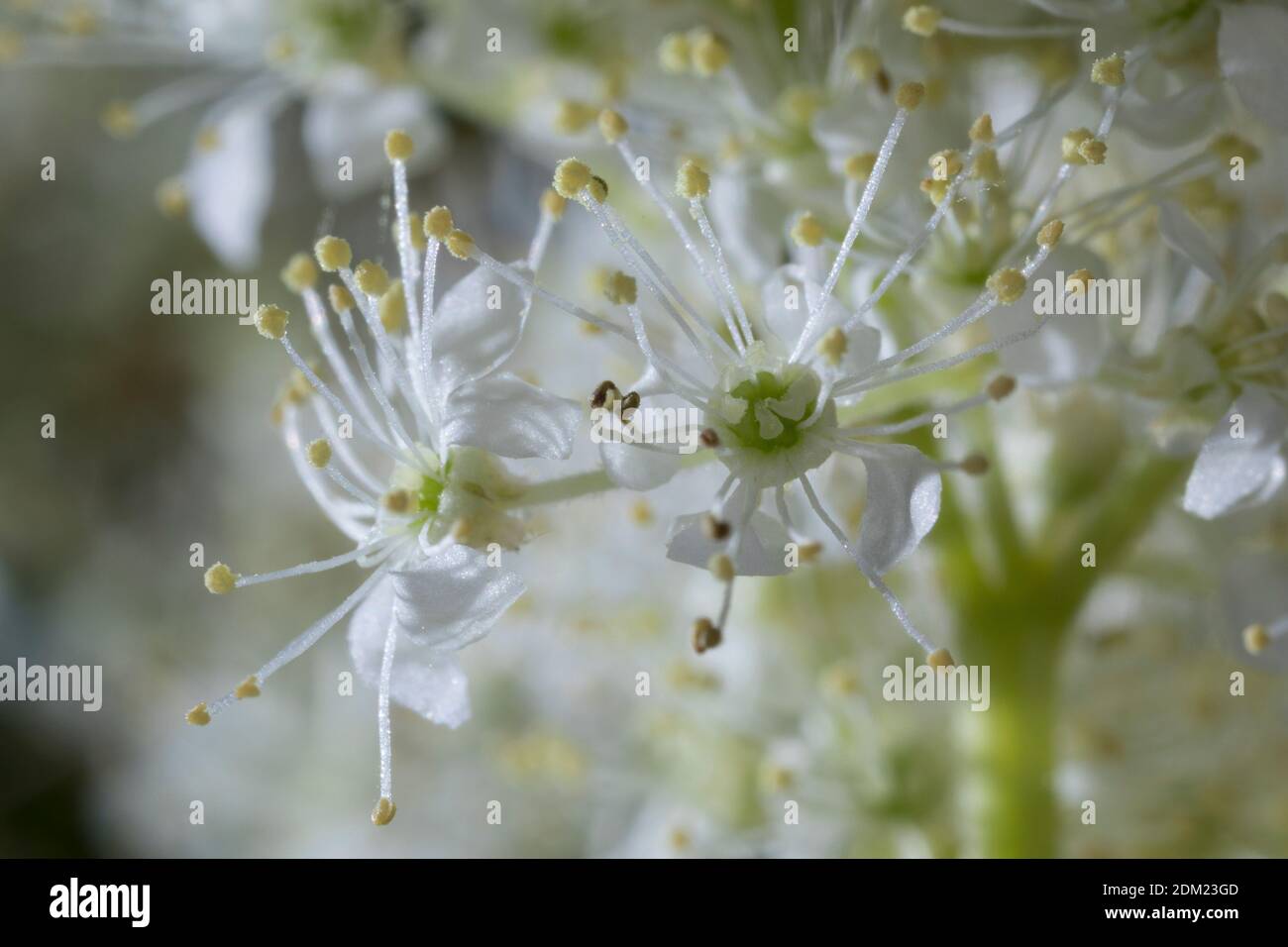 Echtes Mädesüß, Mädesüß, Mädesüss, Blüten, Filipendula ulmaria, Meadow Sweet, Quenn of the Meadow, Reine des prés Banque D'Images