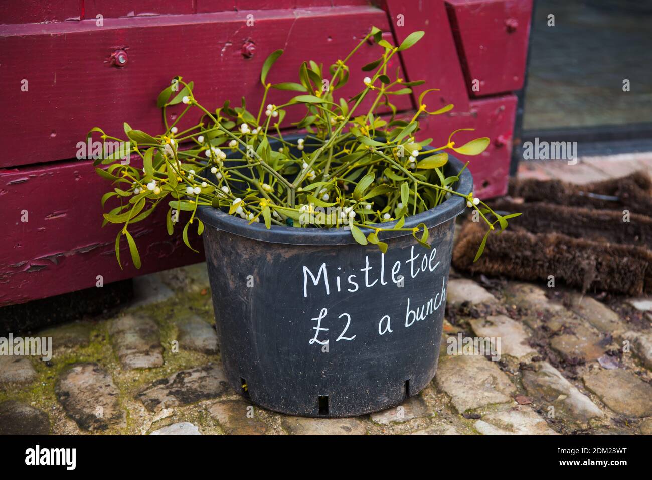 Les petits pains Mistletoe impopulaires se trouve dans le seau pendant le verrouillage 2020, plus de baisers, décembre 2020 Banque D'Images