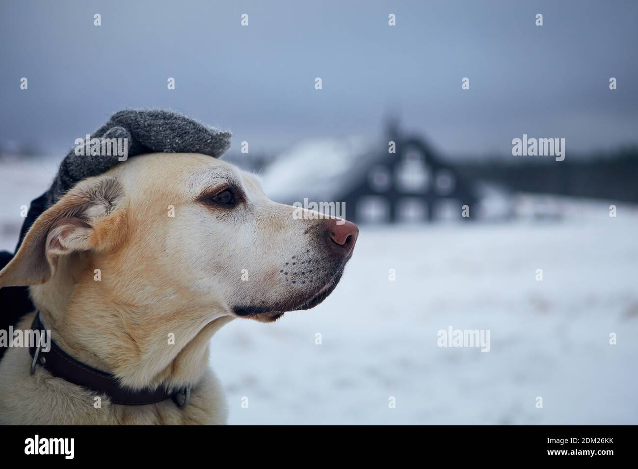 Personne en vêtements chauds chien de chasse sur le terrain enneigé. Labrador retriever contre le paysage d'hiver. Banque D'Images