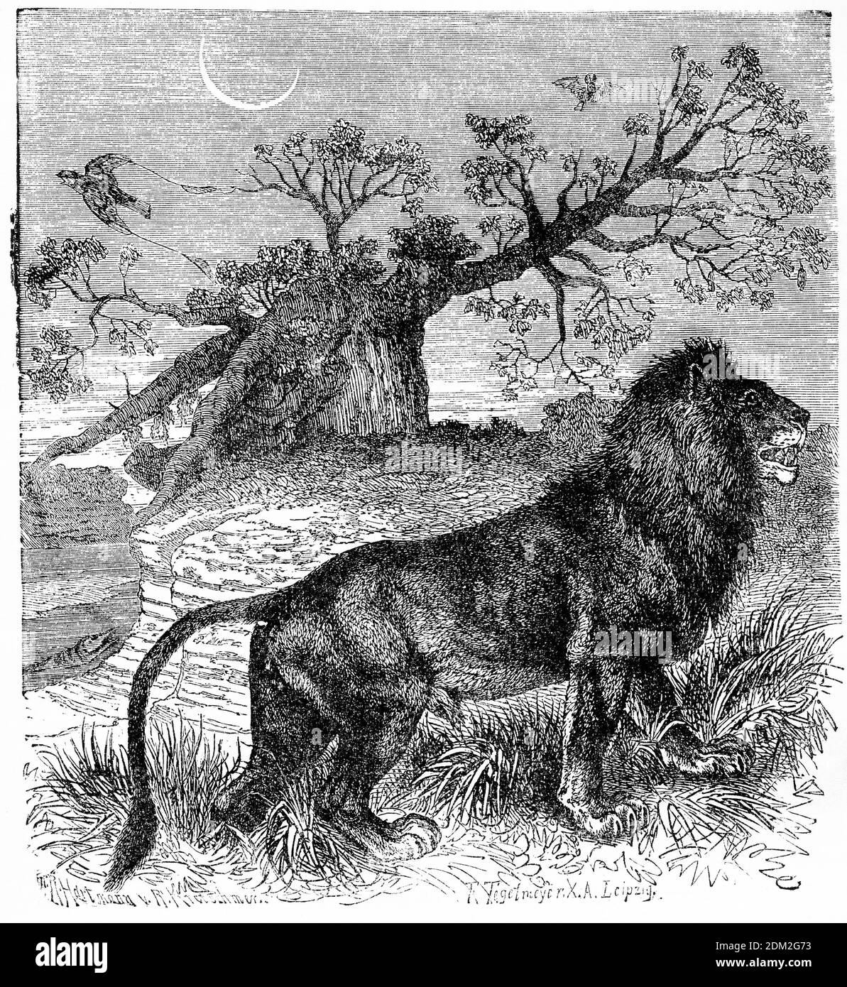 Gravure d'une chasse au lion africain dans les plans de l'Afrique Banque D'Images