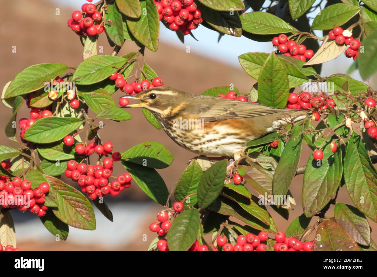 Régalent les baies de Cotoneaster en hiver Banque D'Images