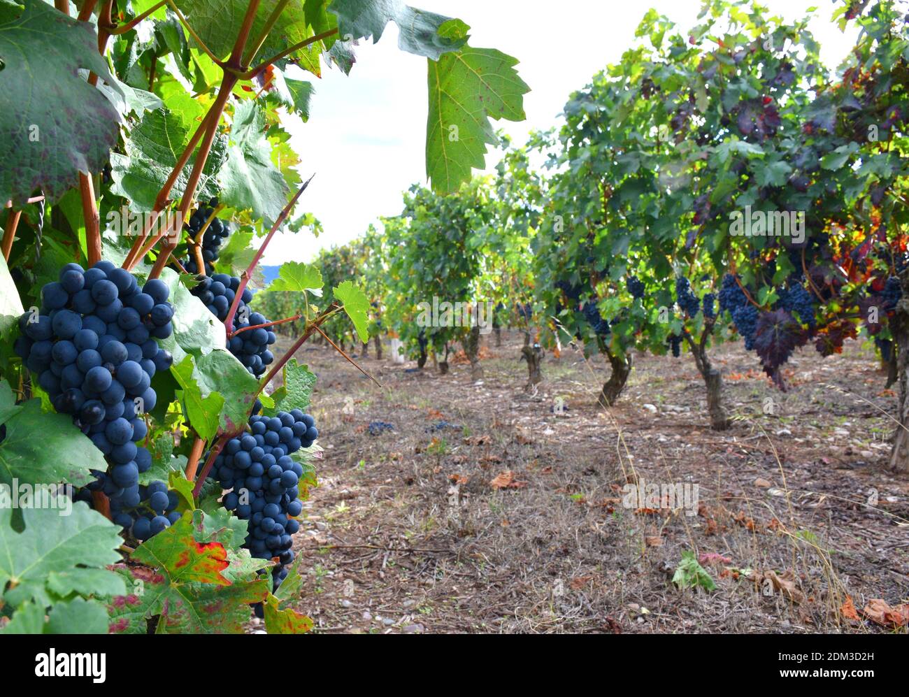 Vignoble avec des petits pains de raisins prêts à être récoltés. Coucher de soleil à la Rioja. Banque D'Images