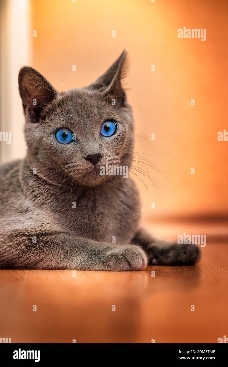 Chat Gris Aux Yeux Bleus Banque De Photographies Et D images Haute chat-gris-aux-yeux-bleus-banque-de-photographies-et-d-images-haute