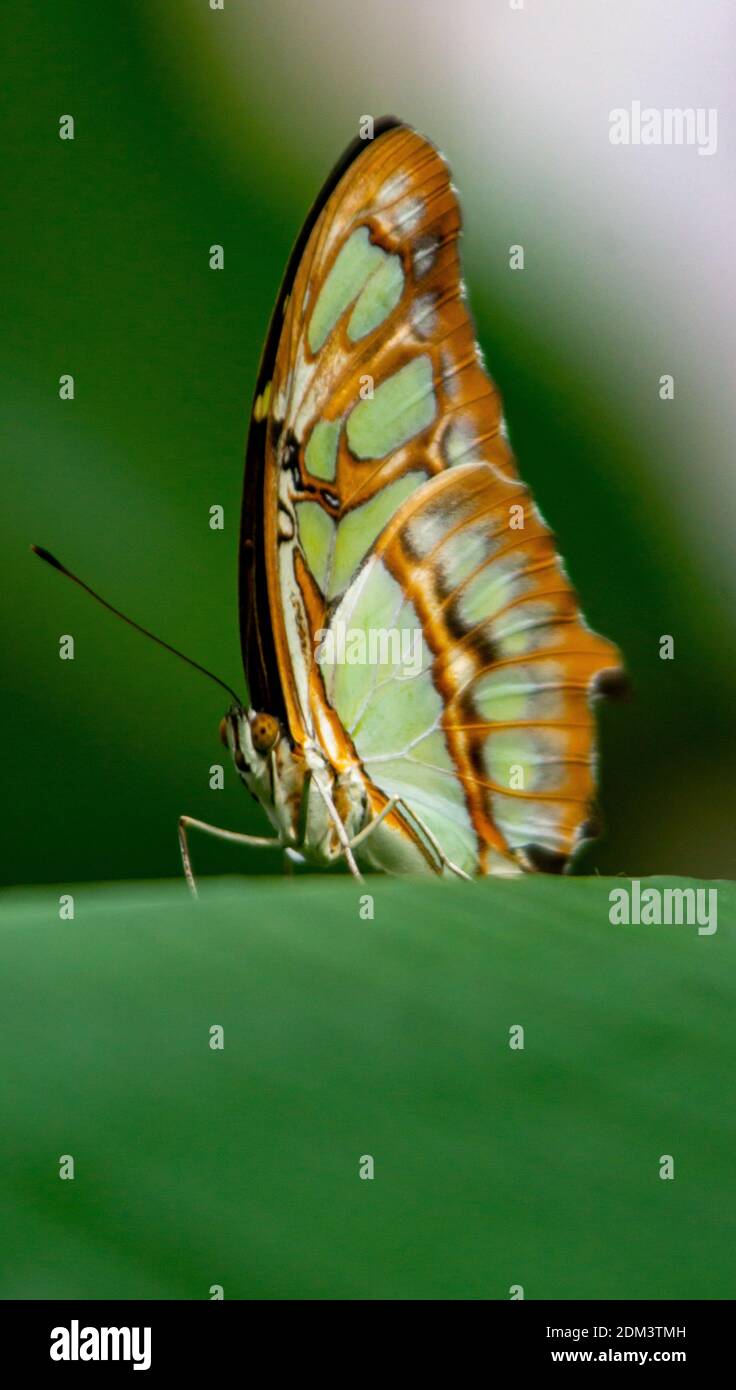 Papillon pastel Banque D'Images