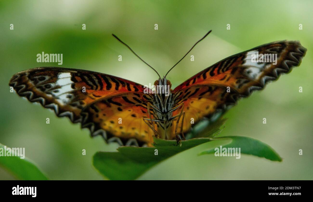 Papillon prêt à bondir Banque D'Images