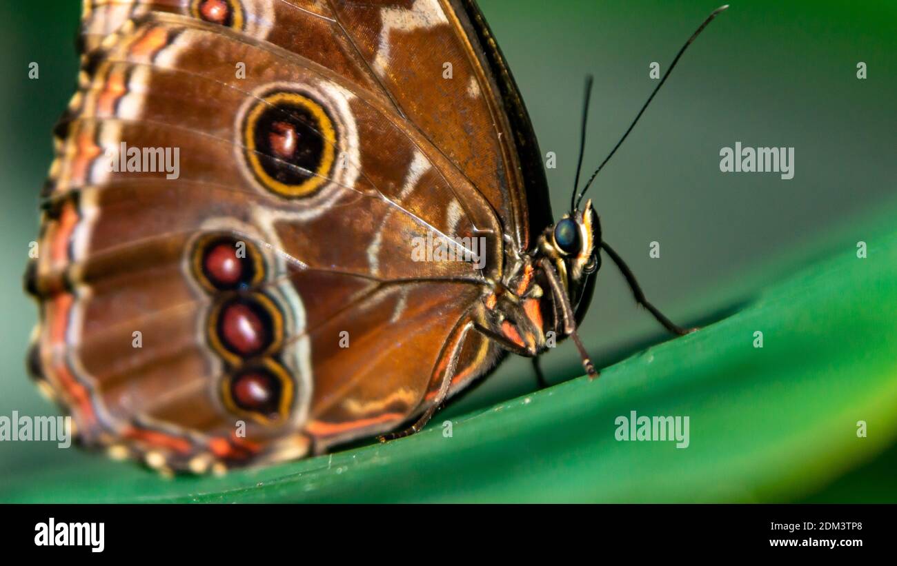 Au soleil papillon Banque D'Images