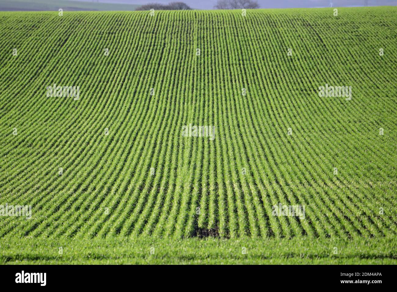 rogner les lignes dans un champ vert Banque D'Images