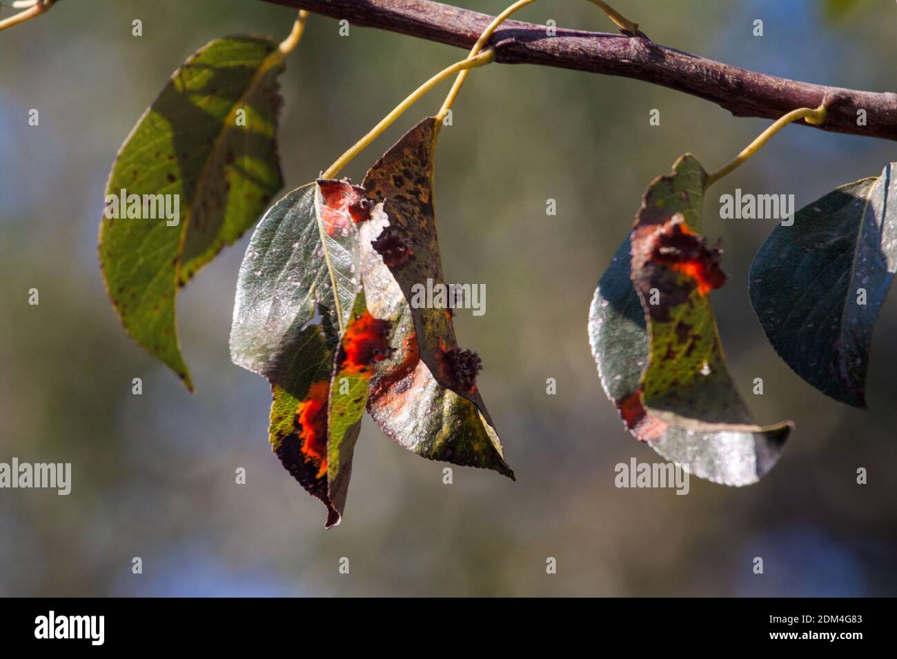 Feuilles de poirier infectées Banque de photographies et d’images à — free download