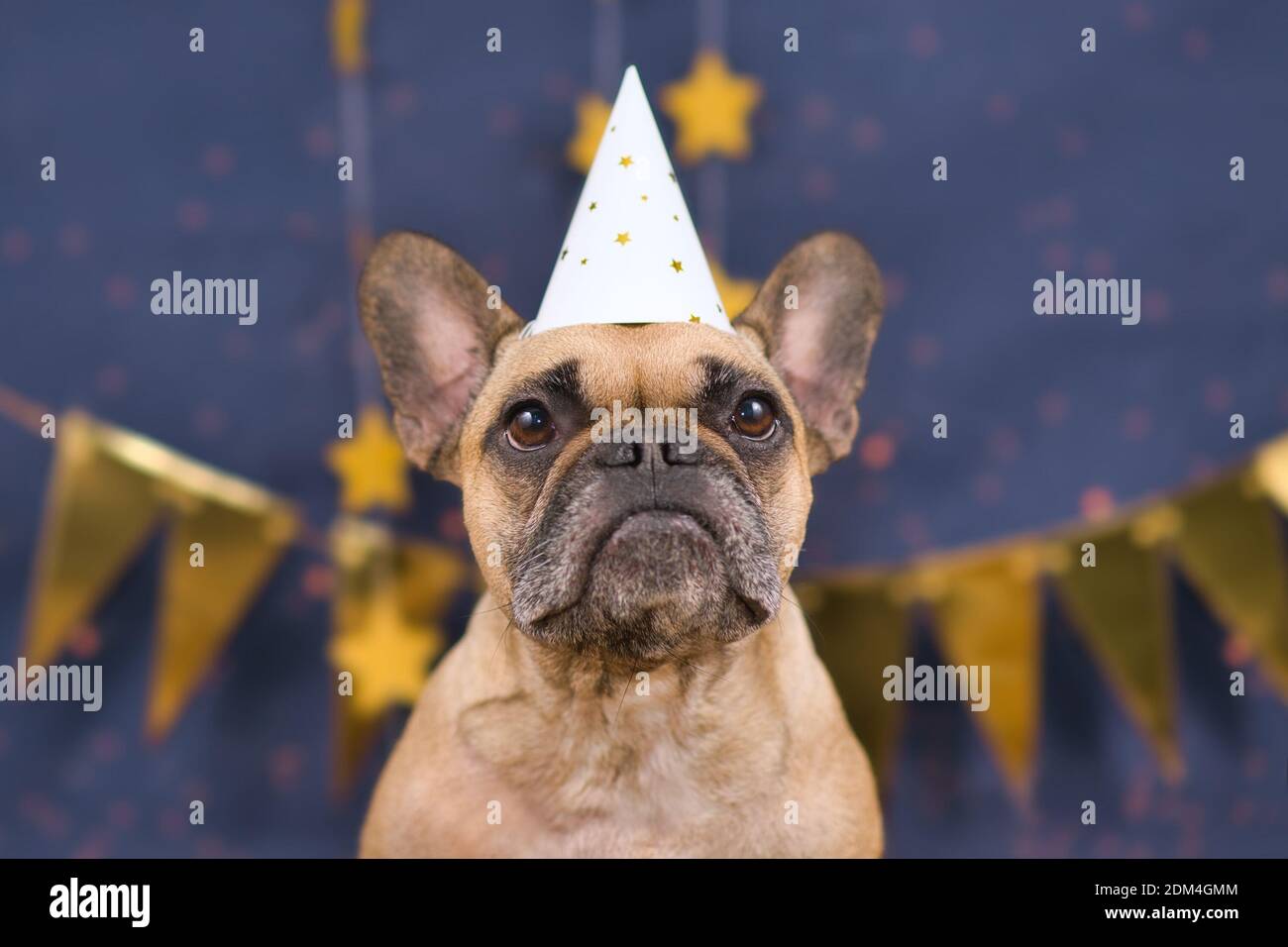 Joli chien Bulldog français portant un chapeau de fête à l'avant d'arrière-plan bleu avec guirlandes dorées Banque D'Images