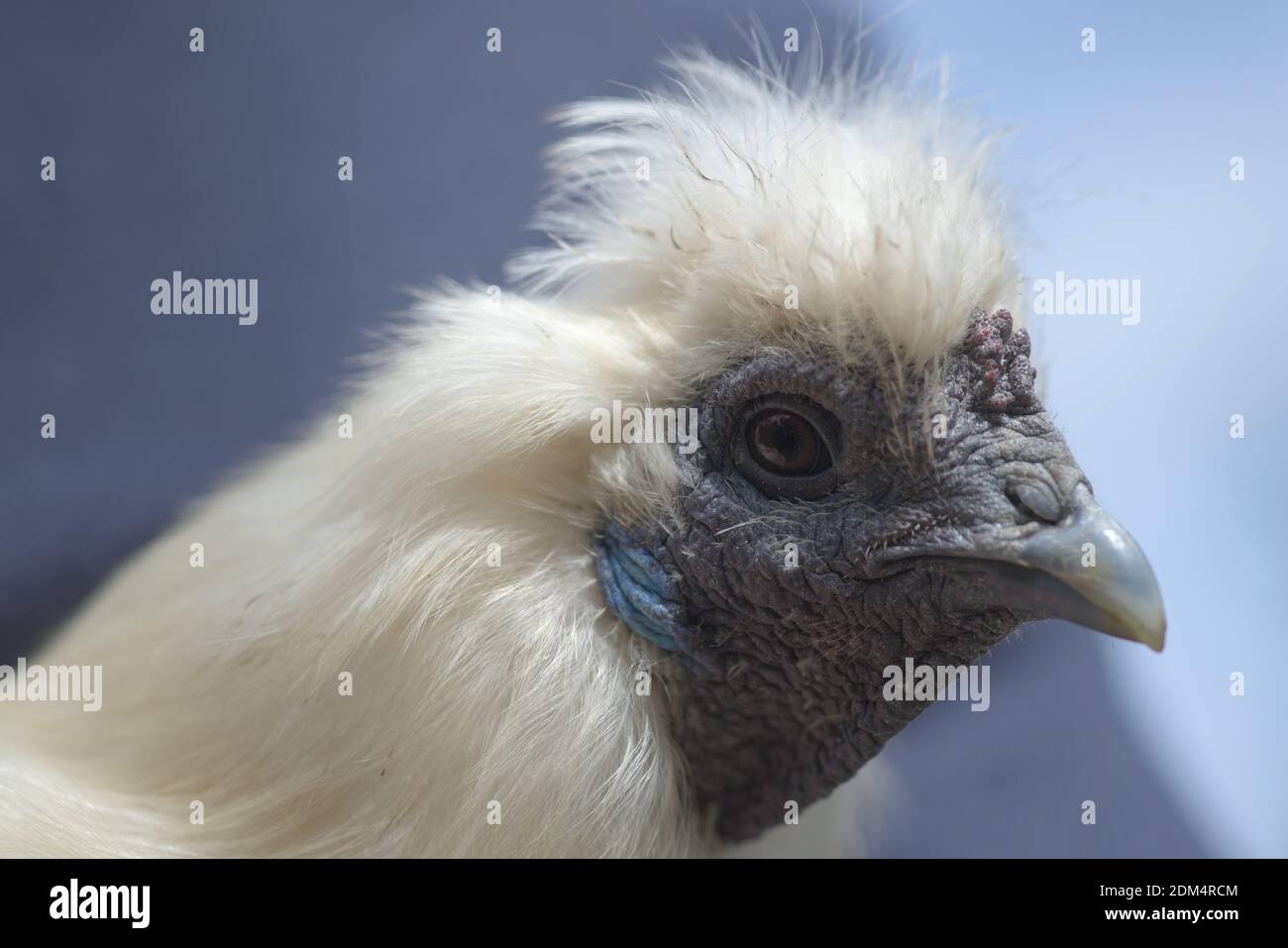 1 - Super gros plan macro portrait du visage d'un poulet blanc silkie. Le détail de la peau dure et froissée, des caractéristiques bleues et des plumes moelleuses est illustré Banque D'Images