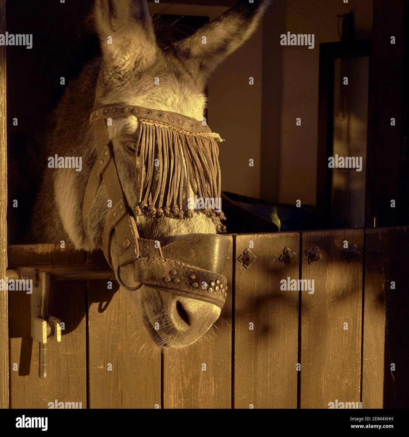 Un âne avec un halyard traditionnel repose son museau sur la demi-porte en bois de son écurie dans la douce lumière du soir à Frigiliana, Malaga, Espagne Banque D'Images