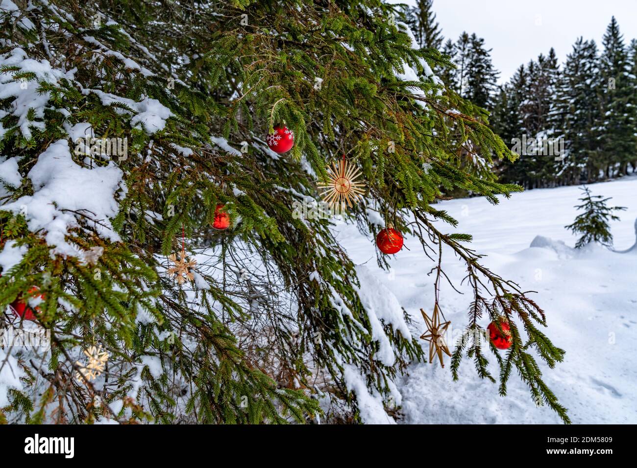 Augmenschmuck im verschneiten Wald. Décoration de Noël en plein air dans la forêt enneigée. Strohsterne, Kugeln à cœur, boule d'arbre de Noël rouge Banque D'Images