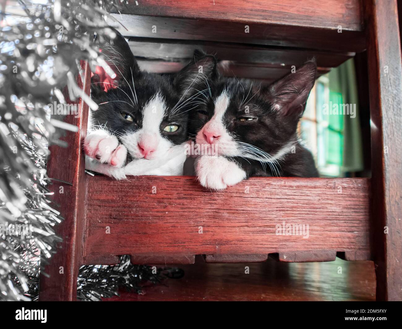 Deux chatons se sont emmêlés sous une chaise rougeâtre le jour de Noël avec la lumière des fenêtres illuminant la guirlande argentée. Banque D'Images