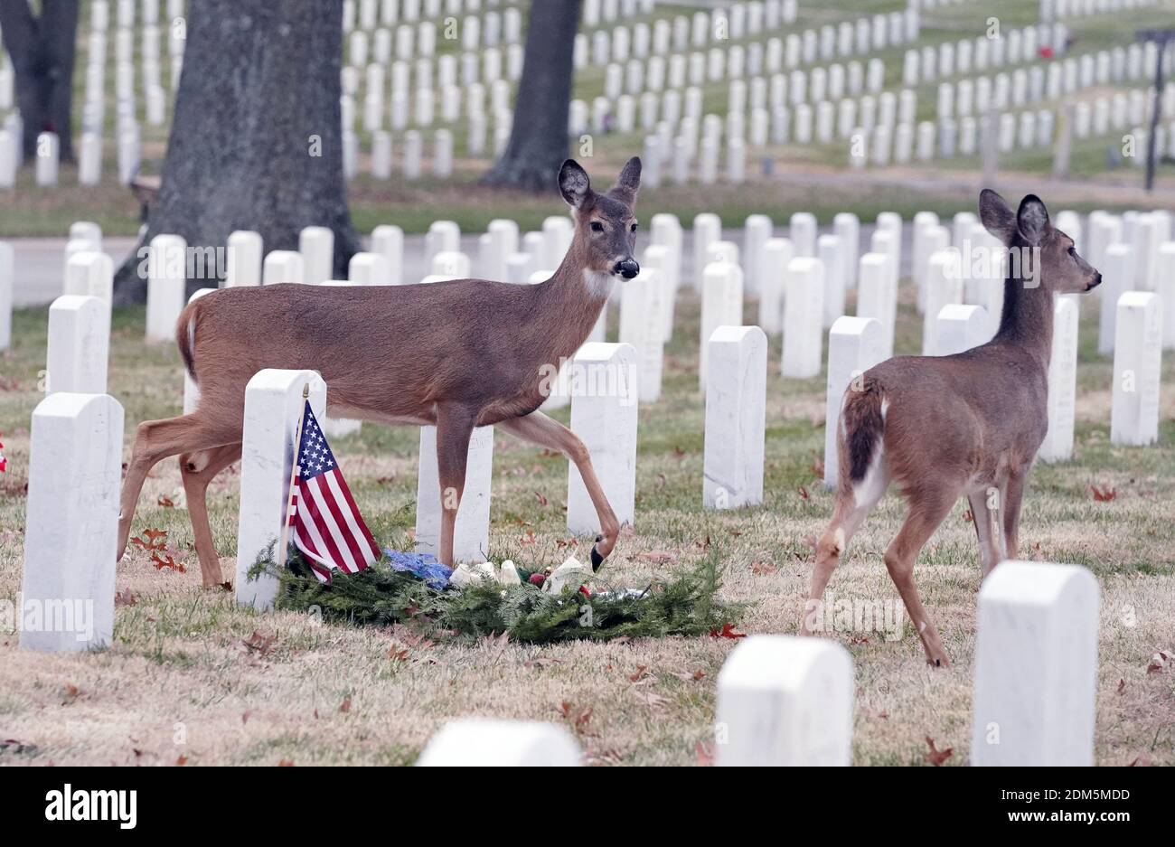 St. Louis, États-Unis. 16 décembre 2020. Le cerf flâne devant des couronnes placées sur une tombe lors de la Journée nationale des couronnes à travers l'Amérique, au cimetière national de Jefferson Barracks, à Saint-Louis, le mercredi 16 décembre 2020. Chaque année, en décembre, à l'occasion de la Journée nationale des couronnes à travers l'Amérique, des bénévoles se souviennent et rendent hommage aux anciens combattants lors des cérémonies de pose de couronnes au cimetière national d'Arlington, ainsi qu'à plus de 2,100 autres endroits dans les 50 États américains. Photo par Bill Greenblatt/UPI crédit: UPI/Alay Live News Banque D'Images