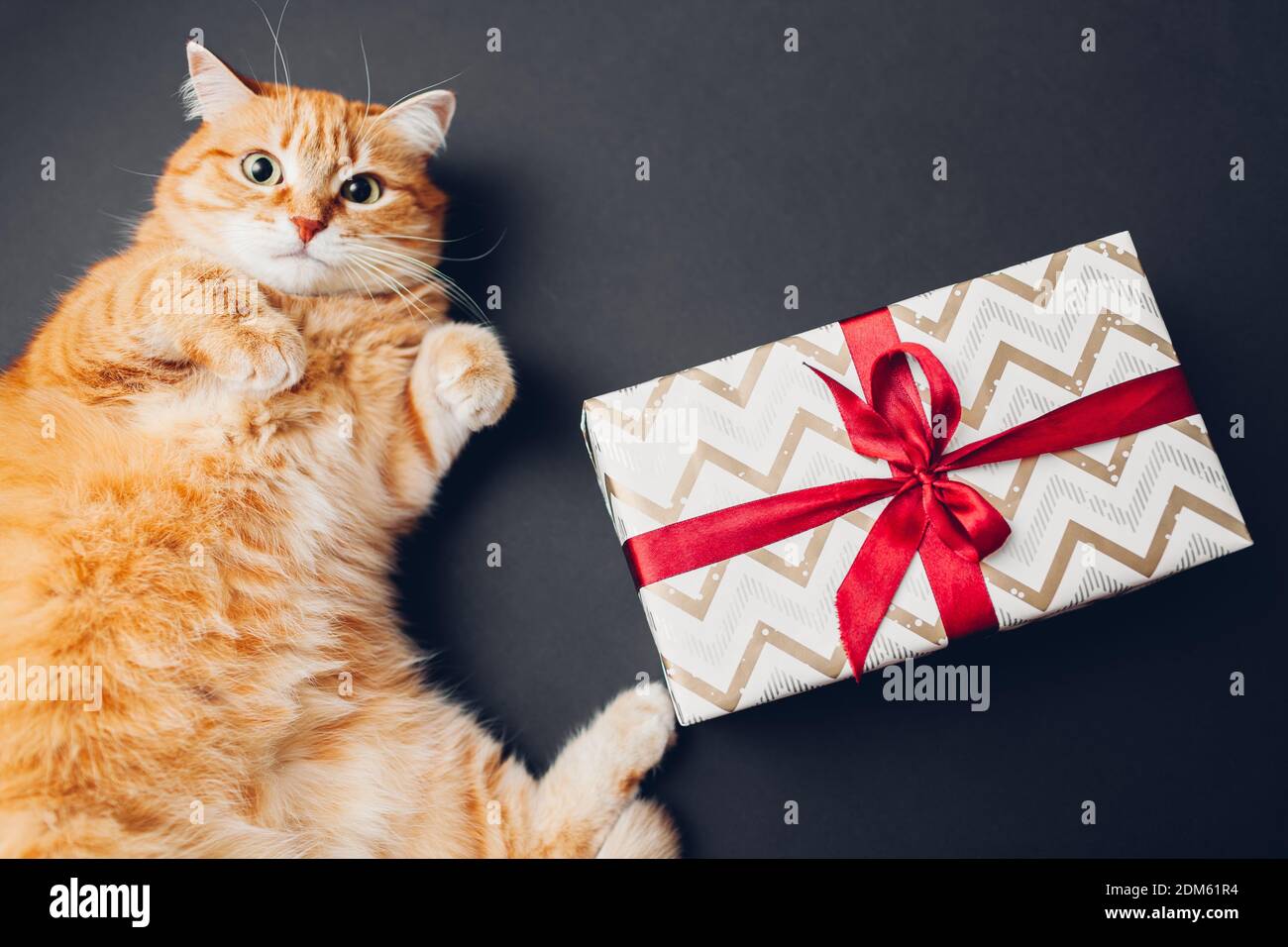 Le chat au gingembre joue avec une boîte cadeau de Noël et du nouvel an enveloppée de papier et décorée d'un noeud en ruban rouge sur fond noir. Cadeaux pour animaux de compagnie Banque D'Images