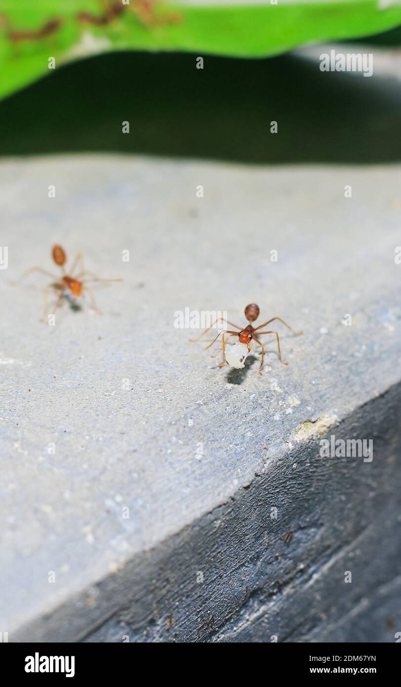 Fourmi rouge (fourmi feu, geminate de Solenopsis) transportant un grain. Capacité de levage des fourmis de grandes pièces. Banque D'Images