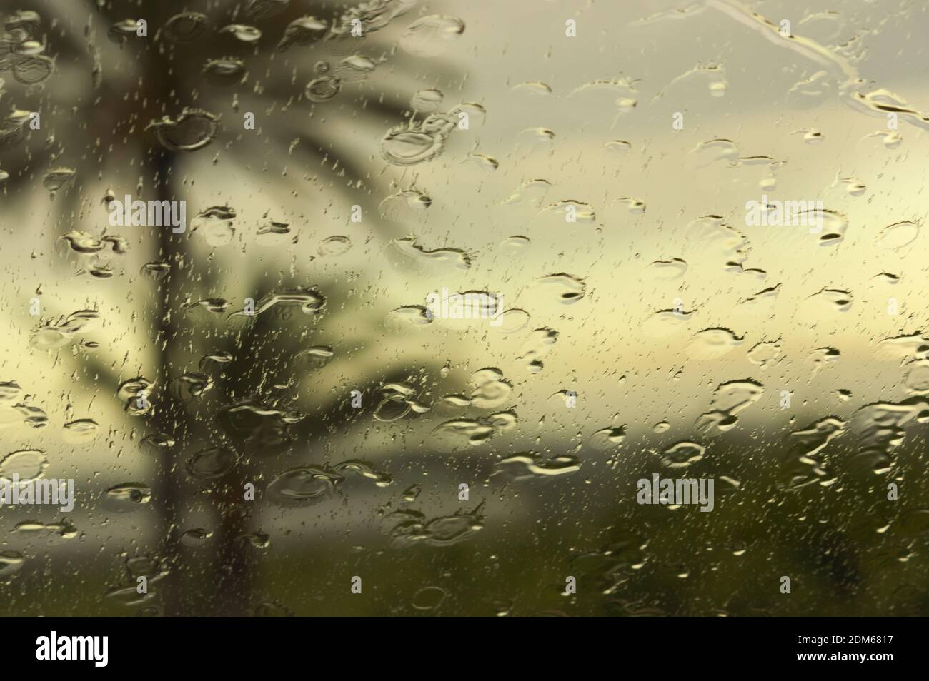 Gouttes de pluie sur un verre avec quelques palmiers effectuez la mise au point en arrière-plan avec l'espace de copie Banque D'Images