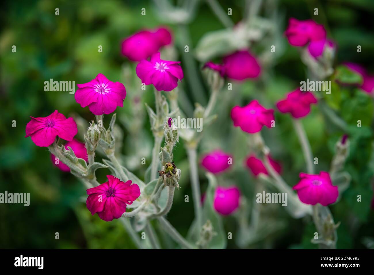 Un cliché sélectif de fleurs de campion de rose qui fleurit le jardin Banque D'Images