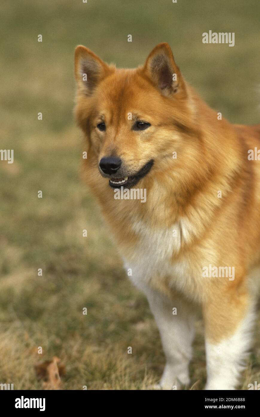 Chien d'Islande ou chien de berger islandais debout sur l'herbe Banque D'Images