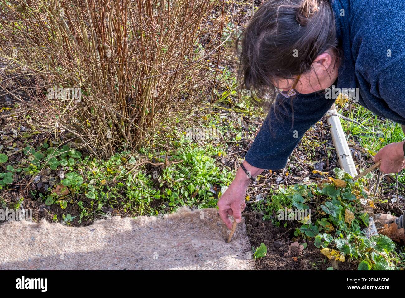 Utiliser des chevilles en bambou pour maintenir une longueur de tapis de mauvaises herbes biodégradables dans une bordure de jardin, avant de planter une nouvelle haie. Banque D'Images