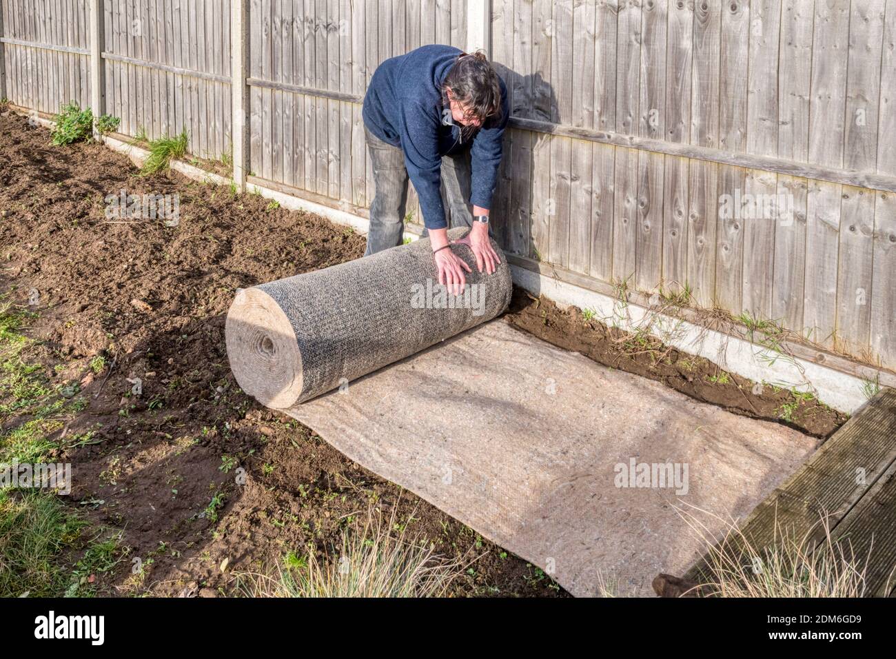Une femme déploie une longueur de tapis de mauvaises herbes biodégradables dans un jardin, avant de planter une haie. Banque D'Images