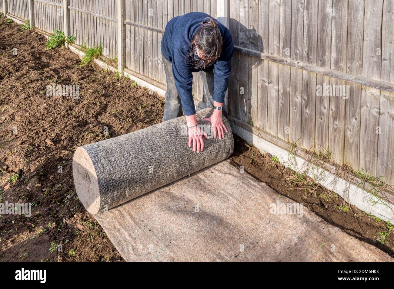 Une femme déploie une longueur de tapis de mauvaises herbes biodégradables dans un jardin, avant de planter une haie. Banque D'Images