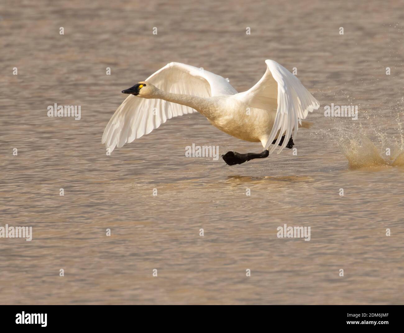 Le cygne toundra (Cygnus columbianus) se dévalant au marais McFadden, refuge faunique national William Finley, Oregon Banque D'Images