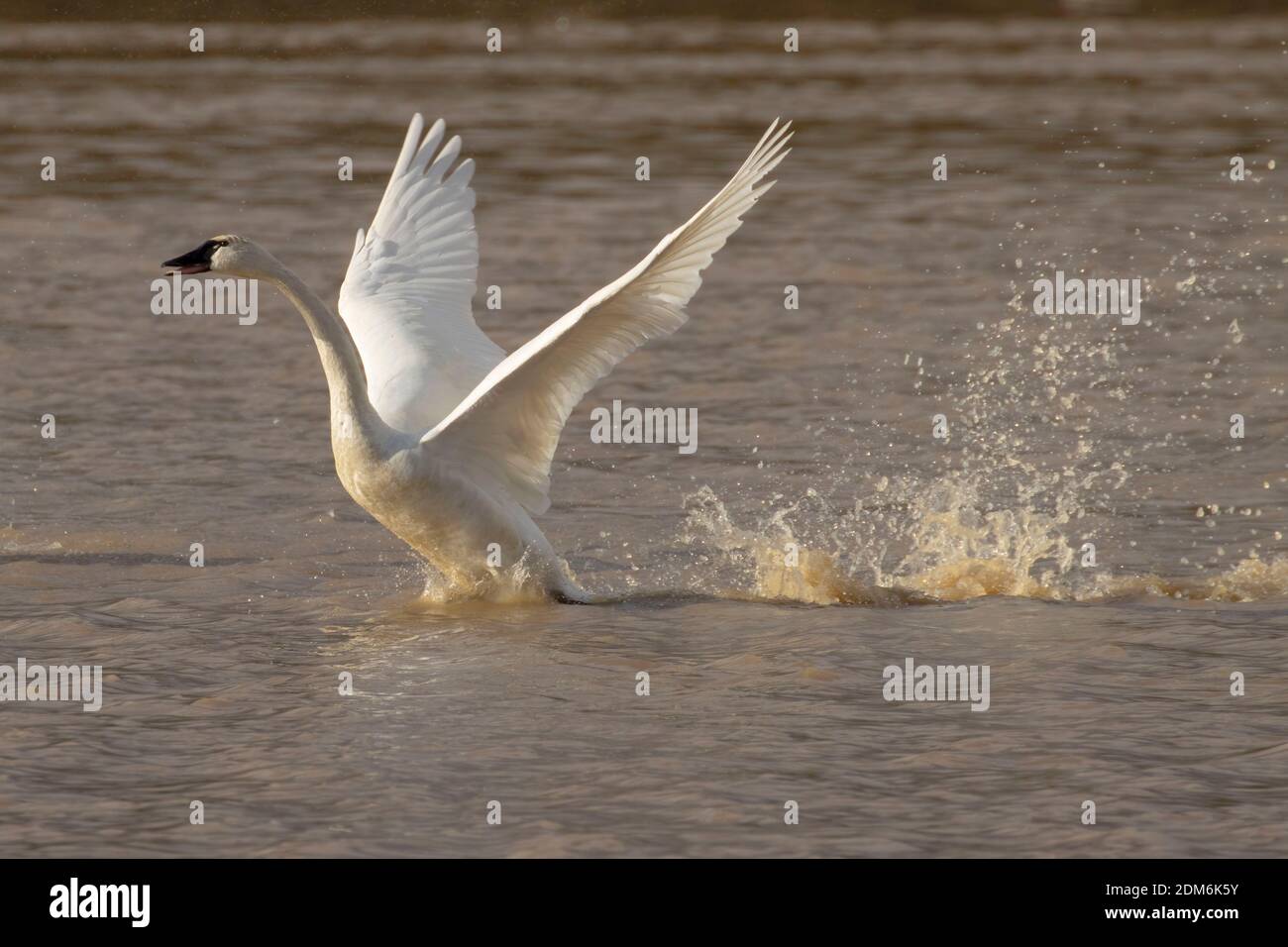 Cygne toundra (Cygnus columbianus) Cygne toundra (Cygnus columbianus) décollage au marais McFadden, refuge national de la faune de William Finley, Oregon à Mc Banque D'Images