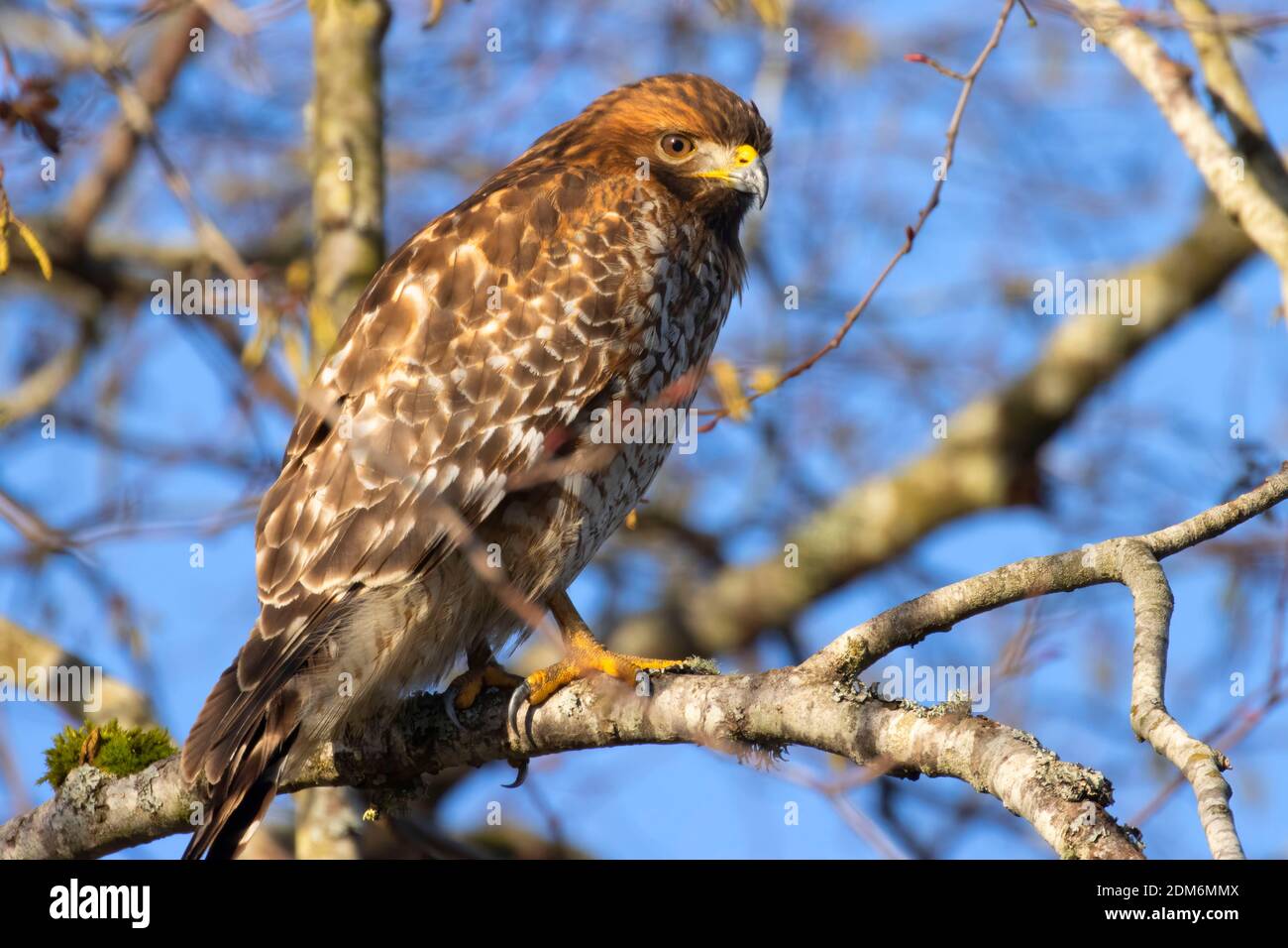 Faucon à queue rouge (Buteo jamaicensis), Talking Water Gardens, Albany, Oregon Banque D'Images