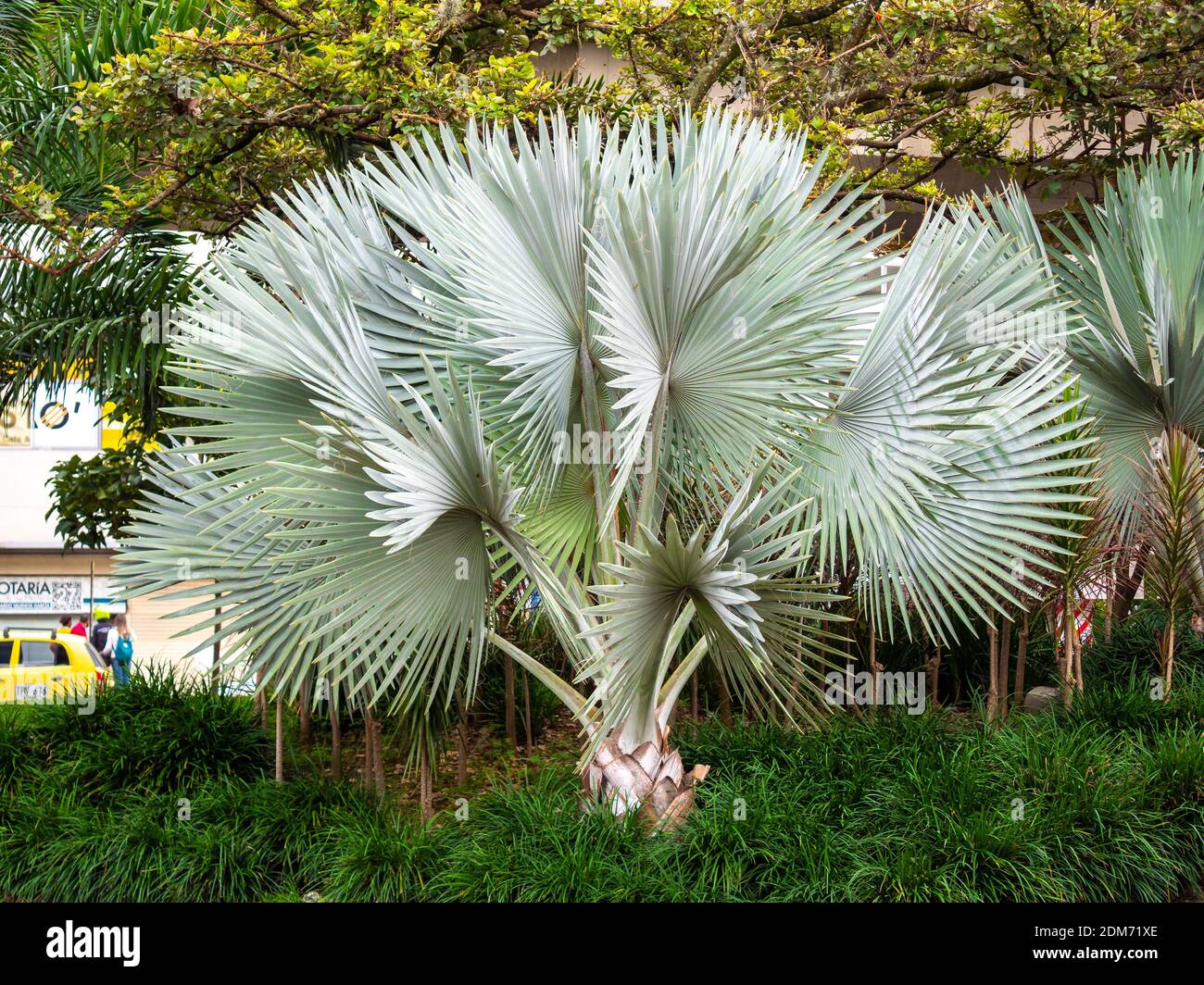 MEDELLIN, COLOMBIE - 03 décembre 2020 : plante connue sous le nom de Bismarck Palm, ou Blue Palm of Madagascar (Bismarckia nobilis) qui a ses trunks gris avec RI Banque D'Images