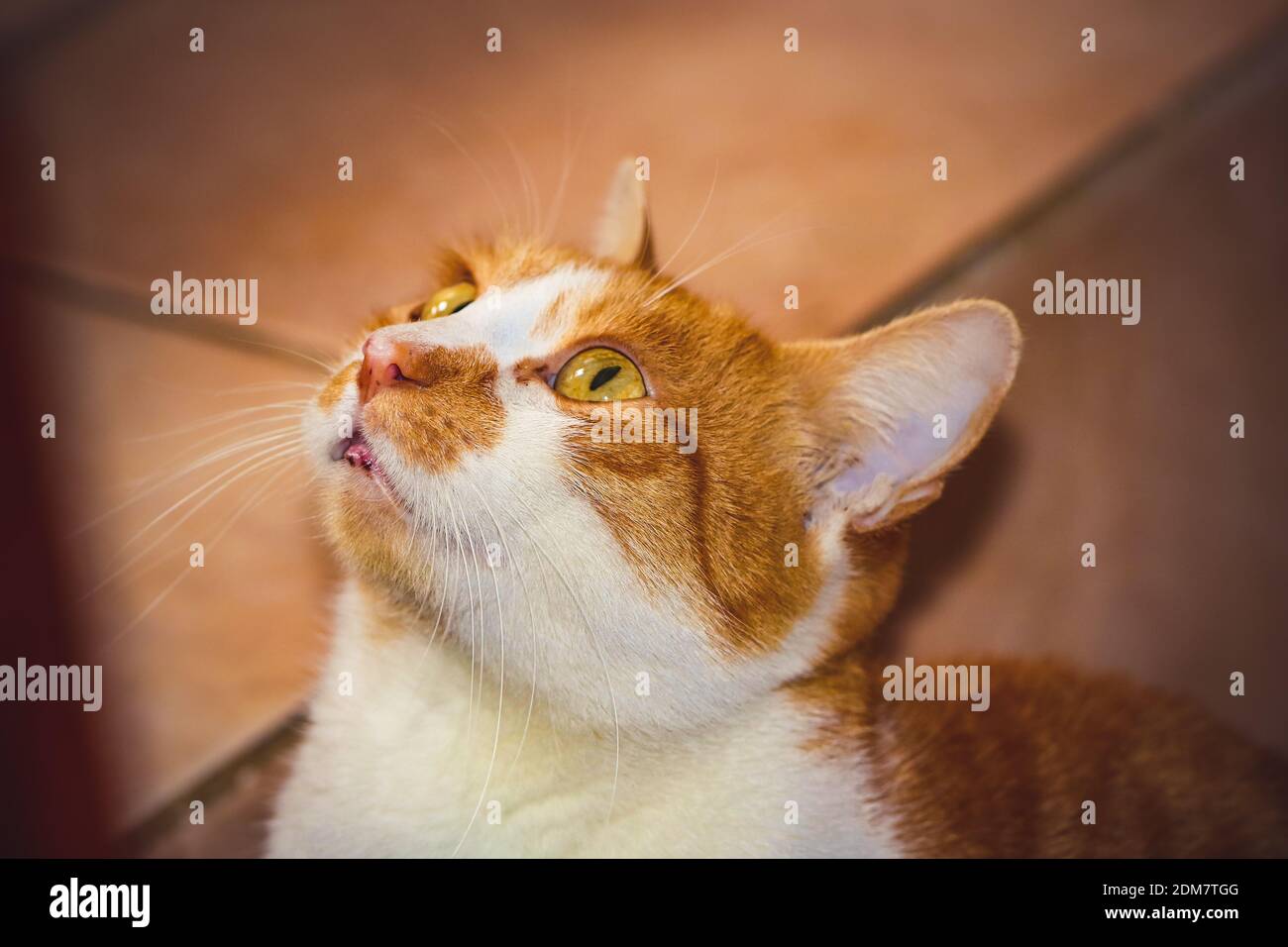 Chat blanc gingembre looking up Banque D'Images