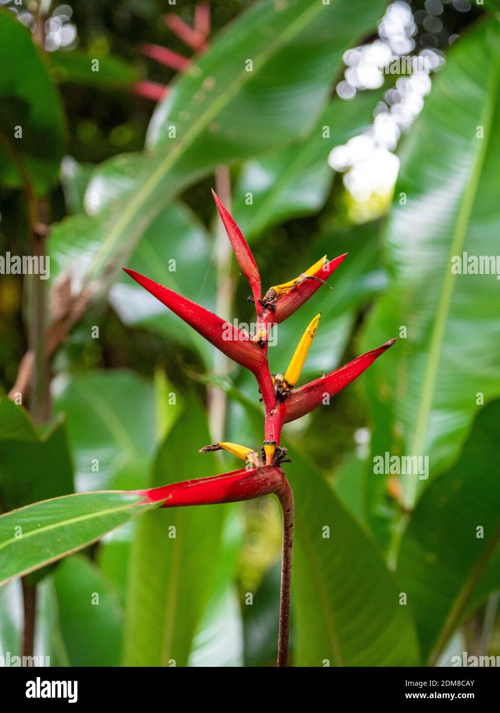 Fleur jaune et rouge connue sous le nom de bec de Parrot, fleur de ...