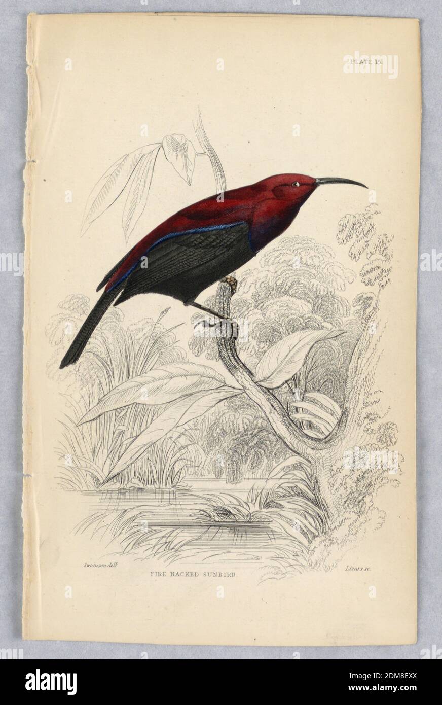 Sunbird, plaque 15 d'Birds of Western Africa, William Home Lizars, Scottish, 1788 - 1859, William Swainson, British, 1789 - 1855, gravure, pinceau et aquarelle sur papier, oiseau de marais tropical, avec tête rouge, ailes brunes, queue et dessous. Titre et noms des artistes ci-dessous., Édimbourg, Écosse, 1837, imprimé Banque D'Images