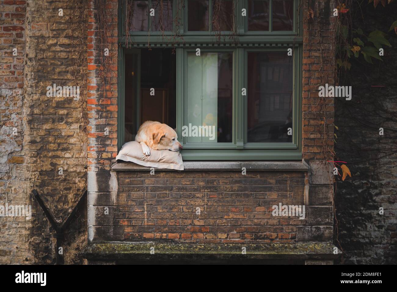 Fidel était un chien populaire le long du canal de Gronerei qui a souvent reposé la tête par la fenêtre pour les touristes à photographier à Bruges, en Belgique Banque D'Images
