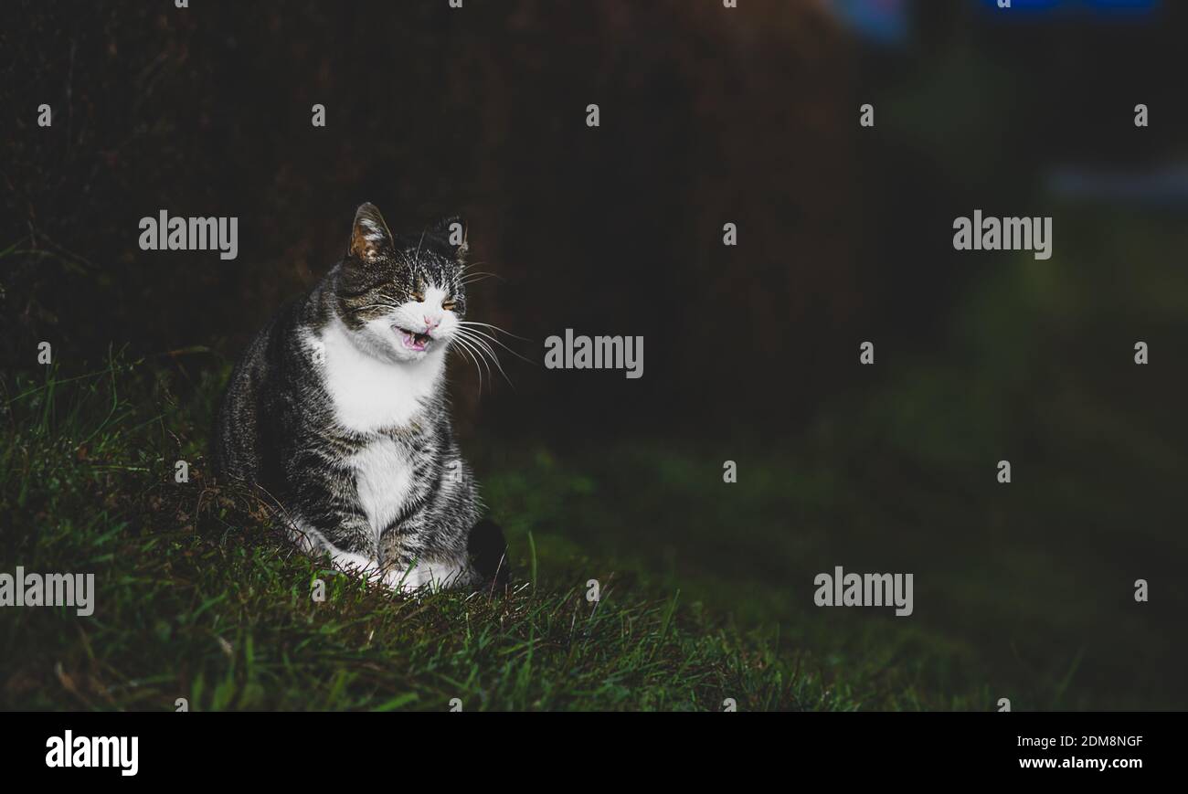 Eternuements De Chat Photo Stock Alamy Eternuements De Chat Photo Stock Alamy