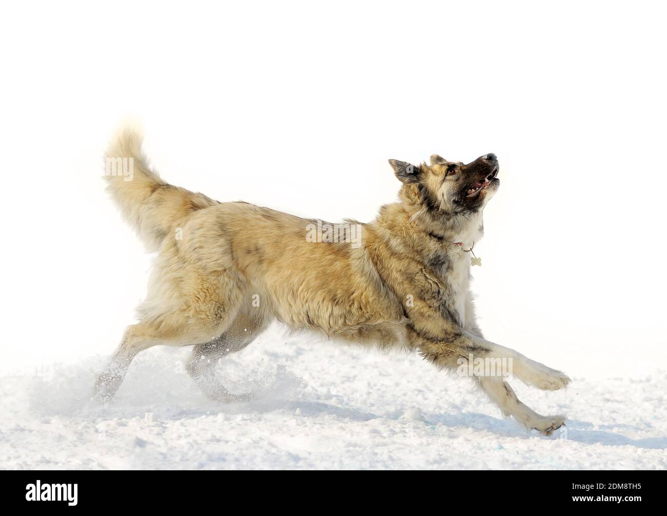 chien sur fond blanc neige Banque D'Images