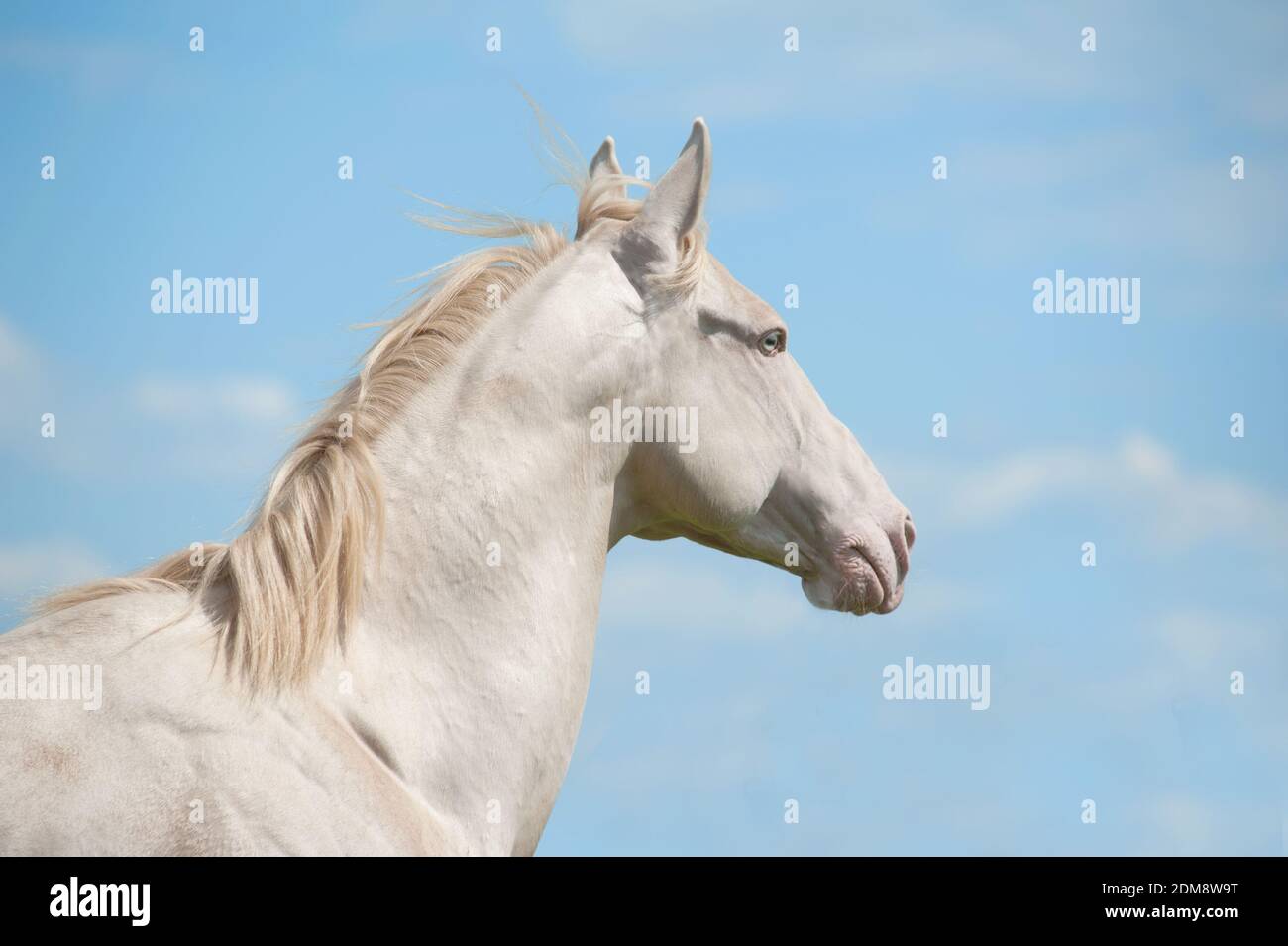 cheval et ciel Banque D'Images